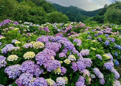 ダミー画像