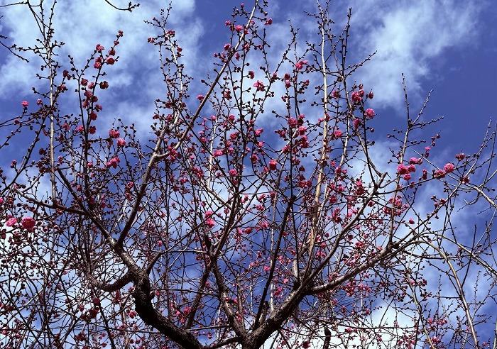 個性とニュアンス　～データによる建物の分類と特徴付け考　＜松岡⾠郎氏＞