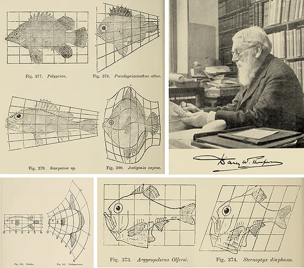 図3. D’Archy Thompsonによる魚の形態のダイアグラム
※上記の画像、キャプションをクリックすると画像の出典元のWebサイトへリンクします。
